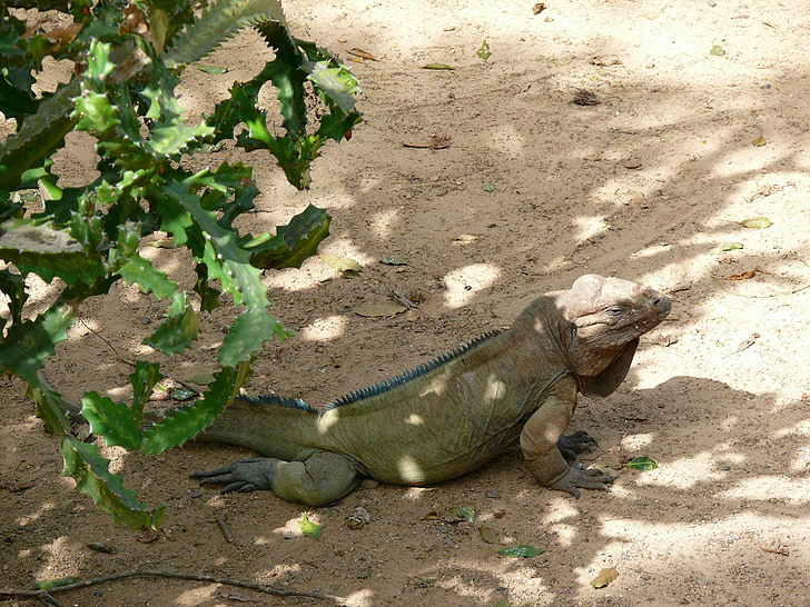 Iguana verda, animal, exòtiques, dominicà, República, país, natura