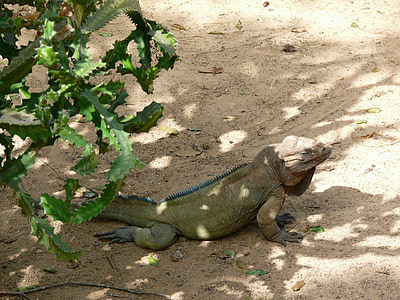 Iguana, animale, esotici, Repubblica Dominicana, Repubblica, paese, natura
