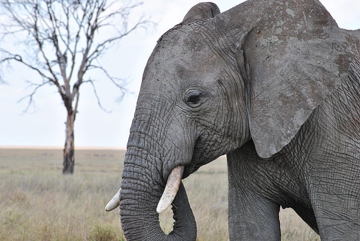 Afrika, Tanzanija, Safari, Serengeti, slon, Rilo, prosto živeče živali