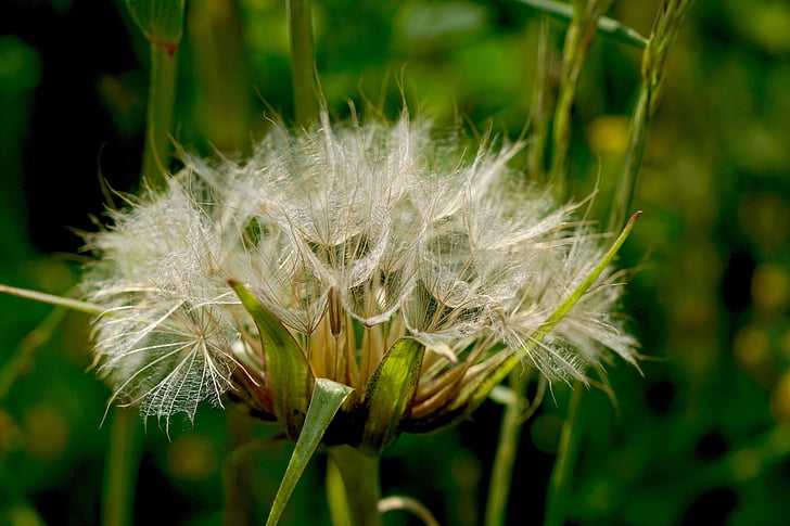 dandelion, nature, flower, seeds, fluffity, glauschig, soft