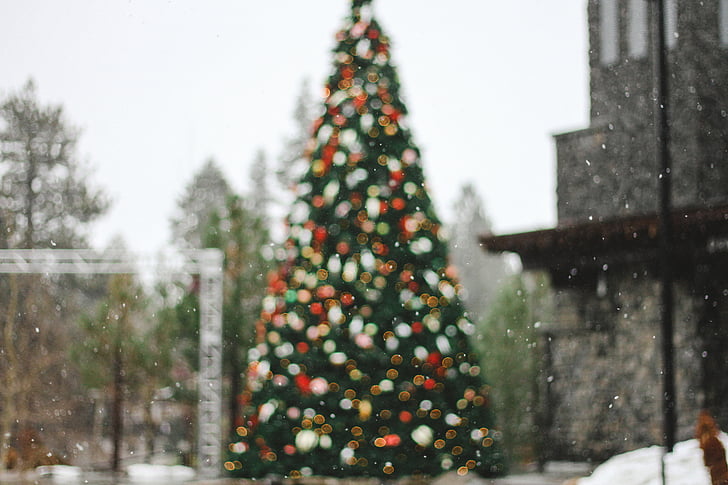 Грін, відкритий, Різдво, дерево, поблизу, сірий, бетону