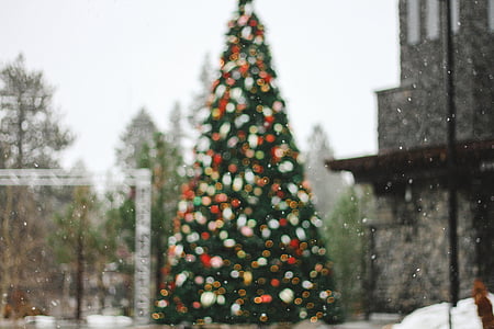 groen, buiten, Kerst, boom, in de buurt van, grijs, beton