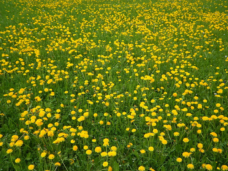 musim semi, mekar, kuning, hijau, Dandelion, Dandelion meadow, padang rumput