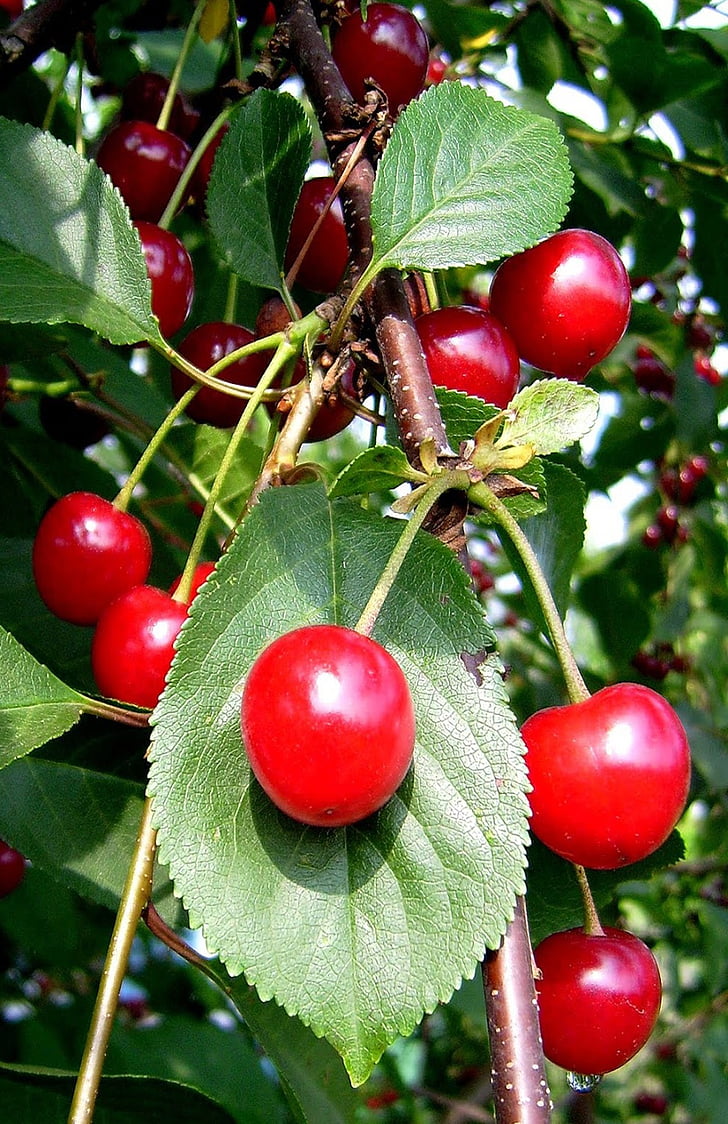 cherries, fruit, fruits, red fruits, sour, sour cherries, cherry