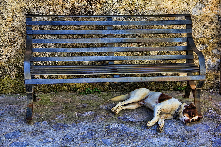 hond, slaap, Bank, Tranquility basis, moe, rest, Siesta