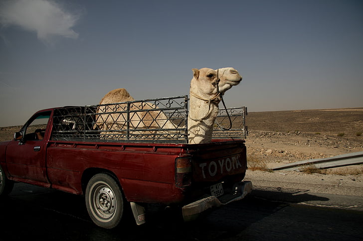 Камила, камион, Йордания, пустиня, Близкия изток, Транспорт, кола