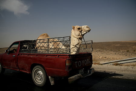 camel, truck, jordan, desert, middle east, transport, car