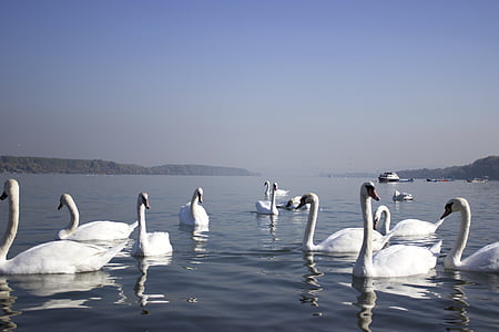 swans, river, water, beautiful, white, swim, peaceful