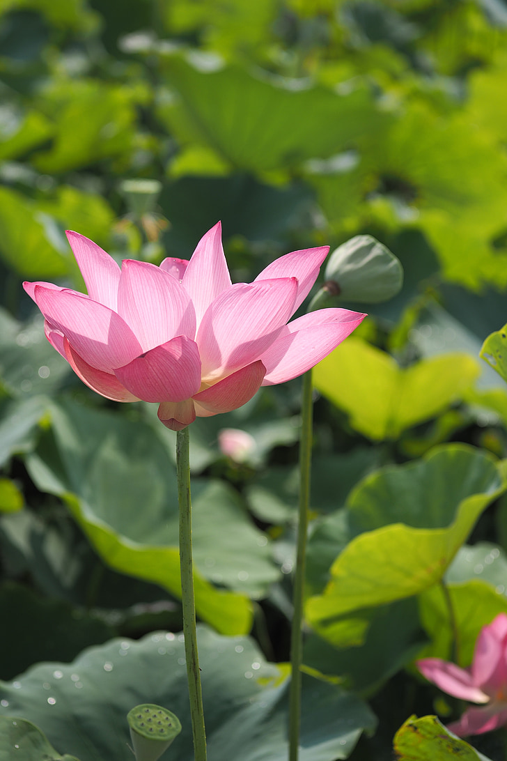Lotus, Mañana, flor, rosa, naturaleza, relajación, verano