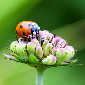 ladybug, coccinellidae, insect, animal, beetle, lucky charm, siebenpunkt