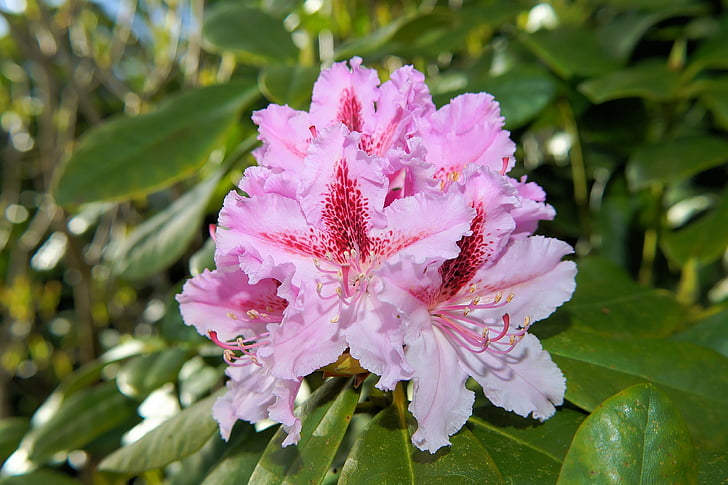 bunga, rhododendron, Bush, frühlingsanfang, merah muda, Tutup, bunga-bunga rhododendron