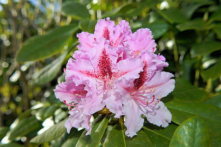 flowers, rhododendrons, bush, frühlingsanfang, pink, close, rhododendron blossoms