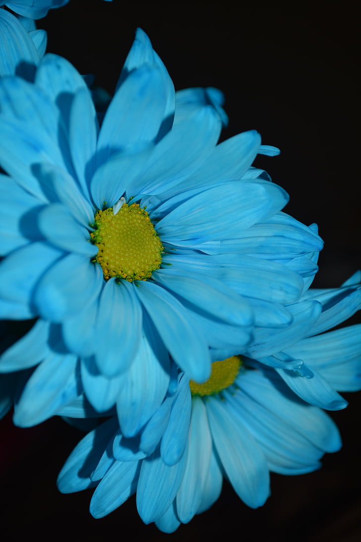 macro, albastru, margarete, flori, colorat, petale, flori