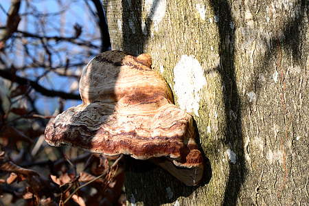 tree fungus, mushroom, tree, mushrooms on tree, nature, forest, forest mushrooms