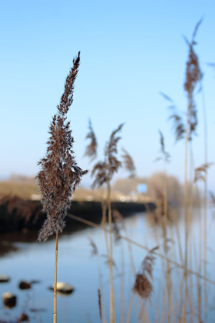 chiemsee, water reed, blue