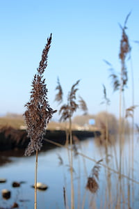 Chiemsee, water reed, blauw