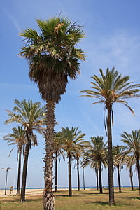 Valencia, malvarrosa beach, palmas, pludmale, Kosta