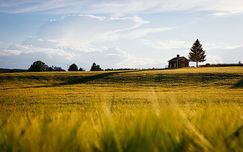 green, grass, field, house, tree, farm, landscape