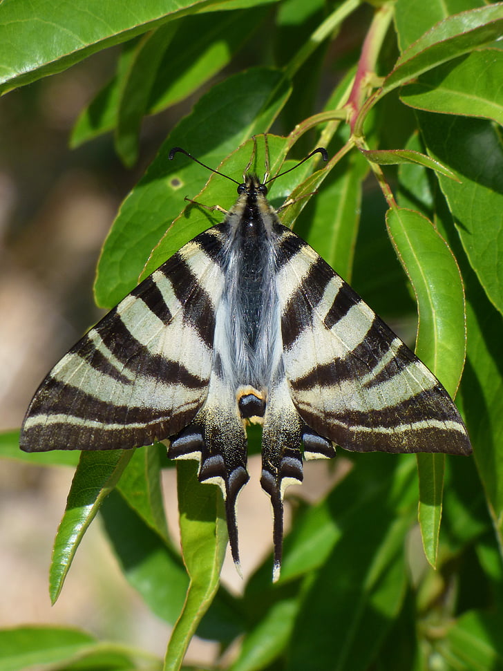 Papilio machaon, Butterfly dronning, machaon, Almond tree, detaljer, skjønnhet, insekt