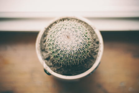 cactus, home, plant, pot, spinous, spiny, window