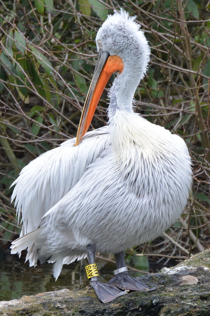 pelican, bird, animal, waterfowl