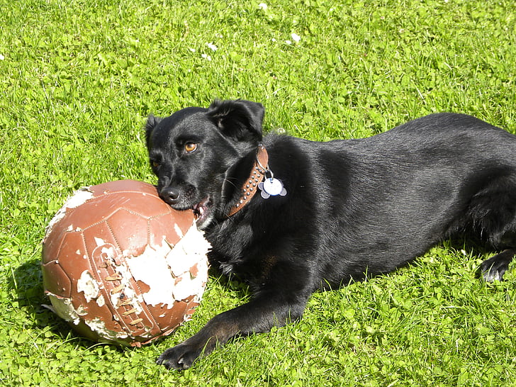 Labrador, anjing, sepak bola, Bermain, mengunyah, mengunyah melalui, menggerogoti