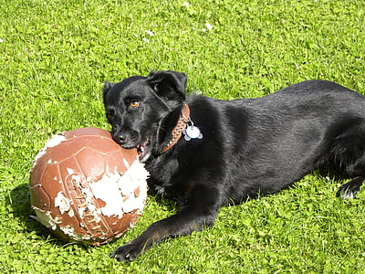 Labrador, köpek, Futbol, oyun, çiğnenmiş, aracılığıyla çiğnenmiş, kemirmek