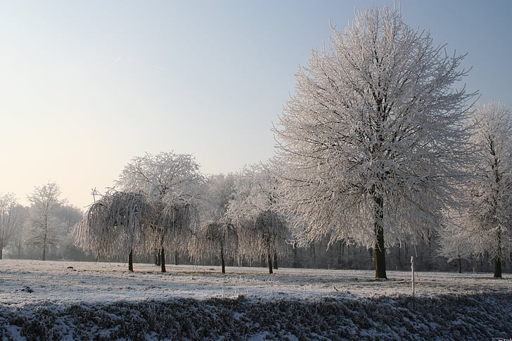 Зимняя красота, Зимний портрет, Зимние деревья, стальной Голубой небо, Зимний пейзаж, Рождественские картина, scene зимы