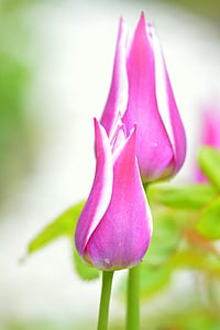 郁金香, 紫罗兰色, 粉色, 花, 春天, 开花, 绽放
