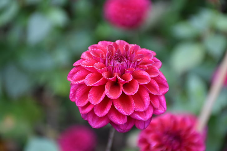 květ, červená, Rosa, květ, Bloom, Zavřít, jaro