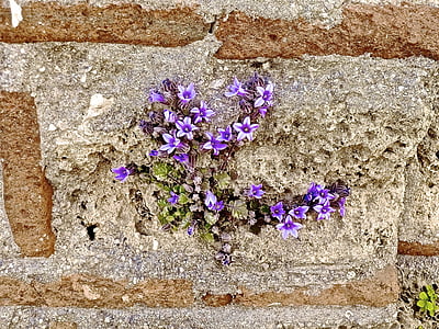 flowers, ruins, stone, wall, old, rock, nature
