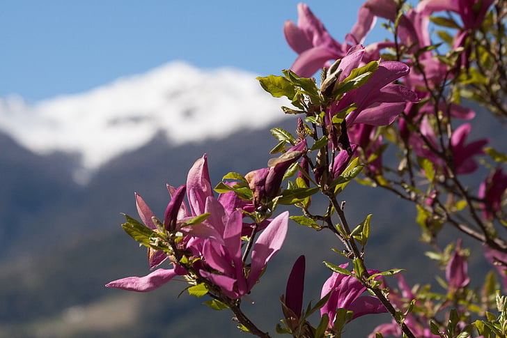 magnolia, blossom, bloom, mountains, snow, spring, flower