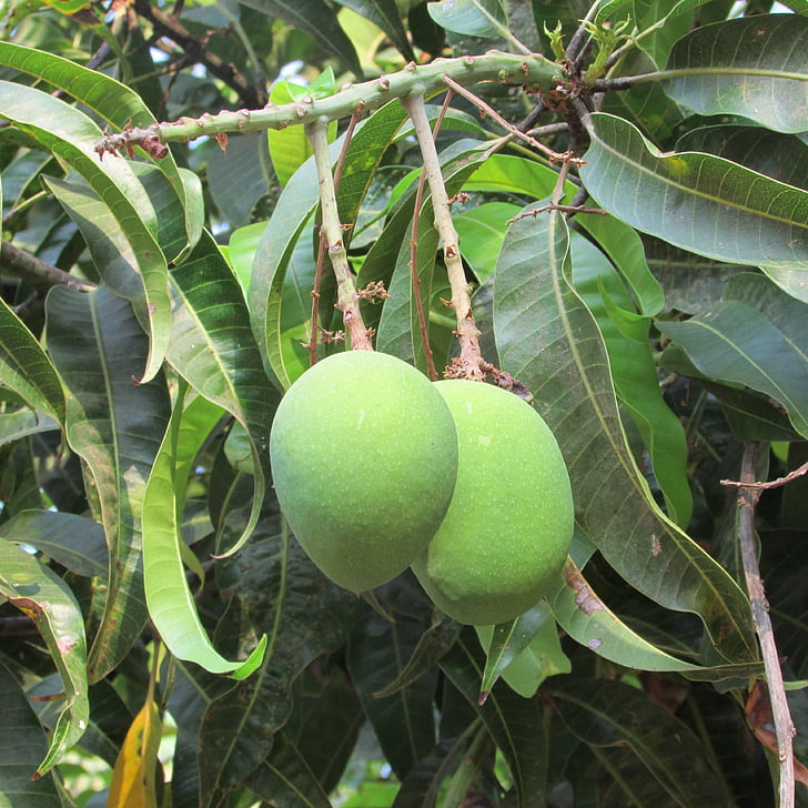 Mango, copac mango, fructe, verde, dharwad, India