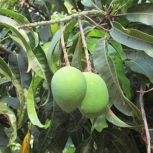 mangos, mango tree, fruits, green, dharwad, india