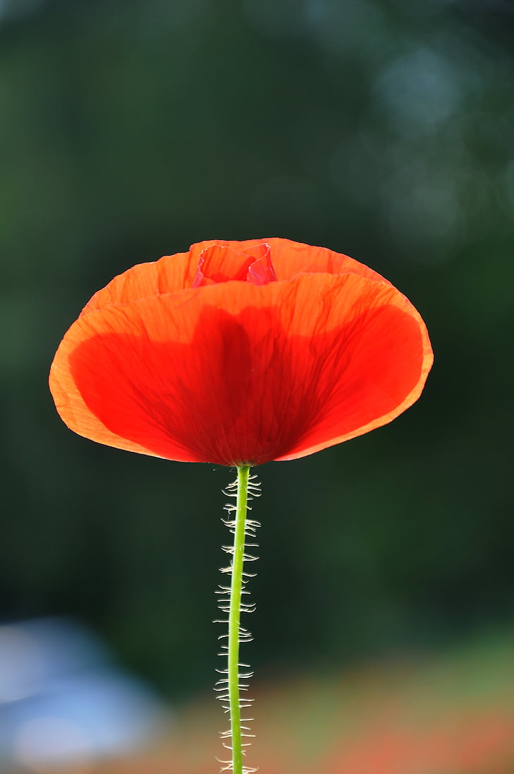 spring, nature, poppy, meadow flower, plant, flower, red