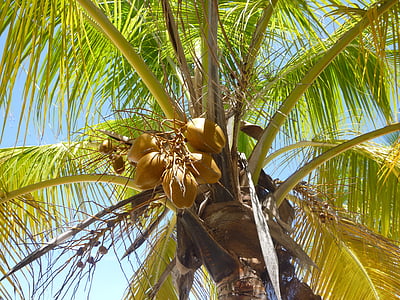 棕榈, 椰子, 加勒比海, 太阳, 绿色