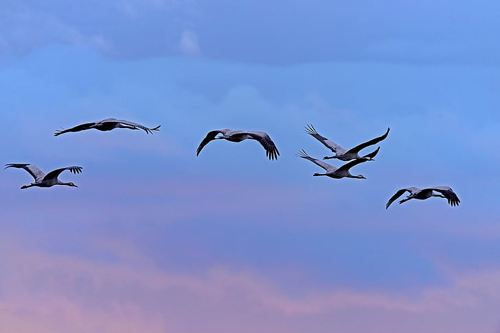 cranes, birds, roosting flight, blue hour, migratory birds, sunset