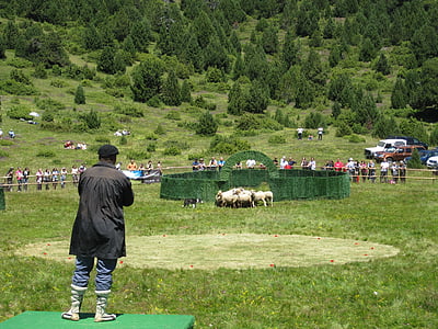 pastor, livestock, flock, show, competition, animal husbandry