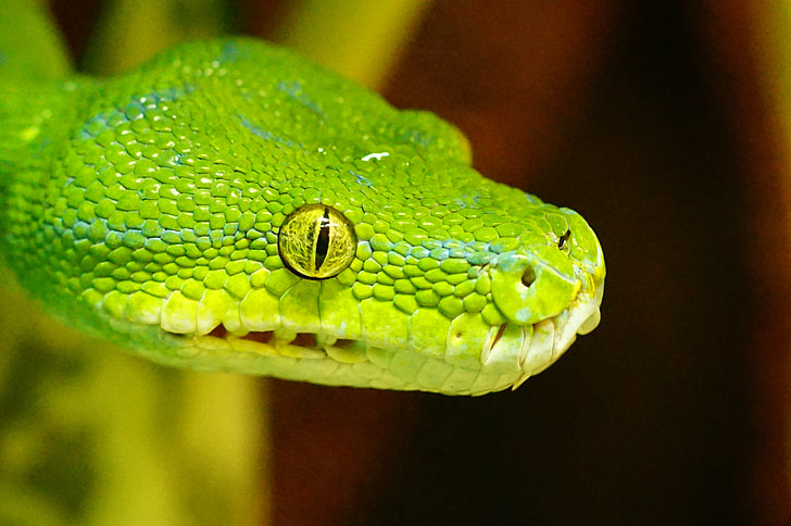 grøn træ python, slange, ikke giftigt, Snakehead, dyr, krybdyr, natur