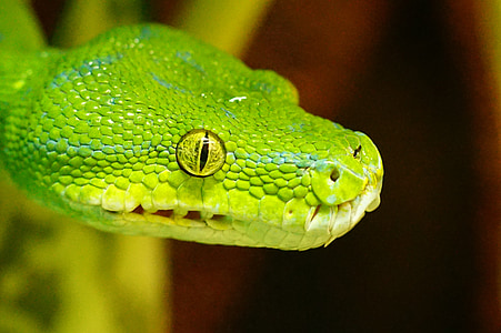 Zelený strom python, had, netoxický, Snakehead, zviera, plaz, Príroda