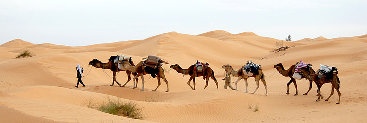 Tunisien, öken, husvagn, Sand, Sahara, beduin, Camel