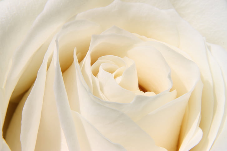 Rose, fleur, blanc, nature, pétales, macro, Rose - fleur