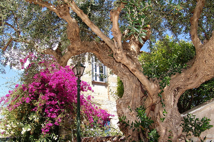 Hellas, Kardamili, Medelhavet, gammalt träd