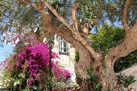 Hellas, Kardamili, Mediterraneo, vecchio albero