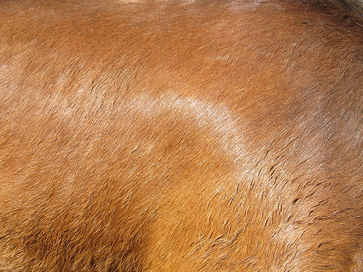 horse hide, flesh, coat, hair, equine, brown, tan
