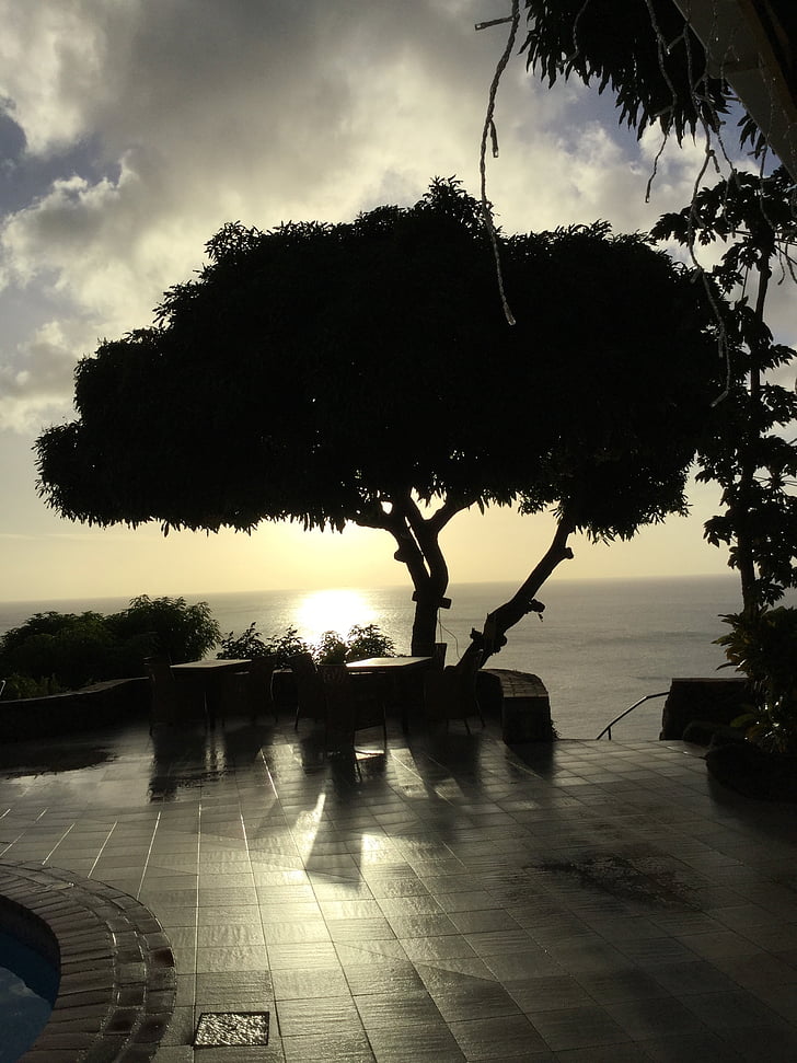 tree silhouette, sunset, paradise