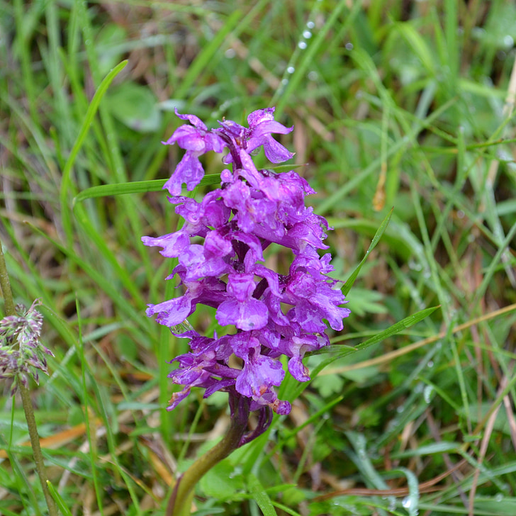Orchid, Austria, Alpine, lubja, õis, Bloom, matk