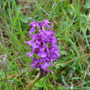 Orquídea, Austria, Alpine, cal, flor, floración, caminata