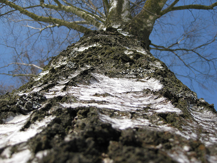 Birch tree, boom, schors, kofferbak, natuur, detail, grote