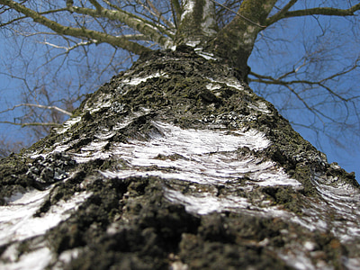 Björken, träd, bark, trunk, naturen, detalj, stora